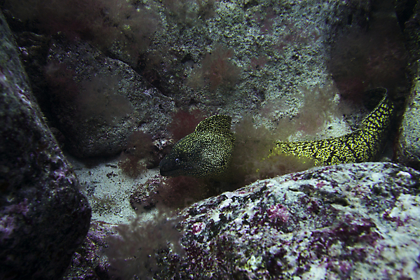 포토 JPG 해외이미지 동물 바다 섬 여행 자연 낚시 어류 사람없음 빨간색 물 파란색 바닷속 수중 수영 흰색 산호 잠수부 큼 장어 생태계 다이빙 암초 수족관 거인 내추럴 깊이 해외202009 해외포토 자연요소 컬러 레저 수중동물 수상스포츠 자포동물 전문직 크기 수중스포츠 파일형식