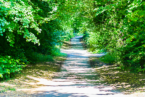 포토 JPG 해외이미지 나무 영어 밭 자연 영국 잉글랜드 풍경 사람없음 여름 농경지 일몰 봄 안개 시골 양 숲 언덕 해외202009 해외포토 식물 문자 계절 유럽 농업 포유류 날씨 농장 노을 생태계 파일형식
