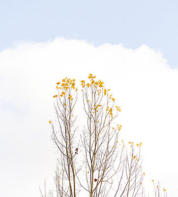 포토 JPG 해외이미지 나무 구름 계절 공원 단풍 잎 자연 날씨 산 풍경 사람없음 야외 목재 컬러풀 노란색 평화 환경 활발 가을 흰색 나뭇가지 전원 시골 스페인 황금 떨어짐 숲 11월 질감 내추럴 강렬 미루나무 미니멀리스트 미니멀 해외202009 해외포토 자연요소 식물 공공시설 유럽 컬러 컨셉 재료 날짜 전기에너지 생태계 파일형식