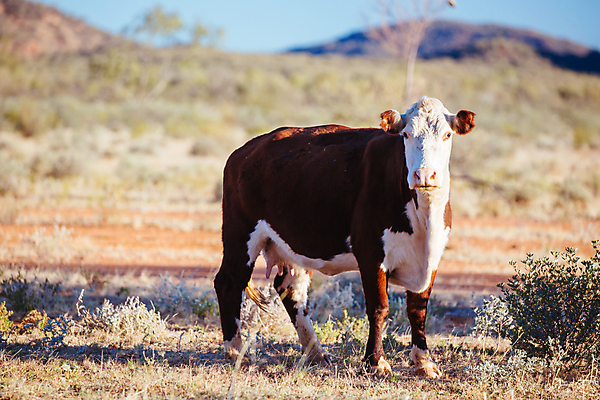 포토 JPG 해외이미지 동물 도로 농업 교통시설 자연 거리 건조 풍경 사람없음 야외 빨간색 울타리 가축 운전 사막 시골 고속도로 소 역 호주 주식 방목 사인 대문 멀리 루트 밭일 오지 수평선 해외202009 해외포토 산업 길 컬러 교통 포유류 모션 금융 담장 문 오세아니아 축산업 시설 생태계 파일형식