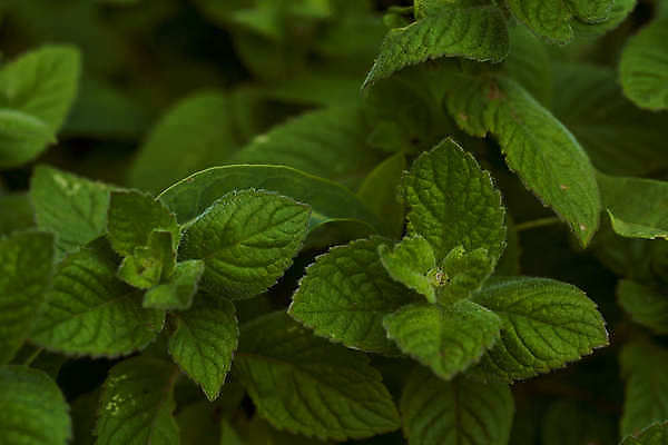 포토 JPG 해외이미지 모양 디자인 잎 재료 자연 건강 사람없음 가로 초록색 컬러풀 한개 약 신선 자르기 민트 허브 흰배경 원예 향기 윤곽 아로마 건강식 고립 스피아민트 해외202009 해외포토 식물 1 음식 컬러 백그라운드 의학 모션 취미 흰색 생태계 냄새 파일형식