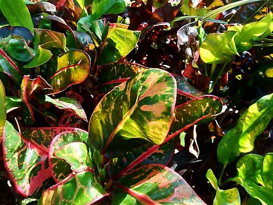 포토 JPG 해외이미지 나무 식물 꽃 잎 꽃무늬 패턴 오렌지 자연 주택 사람없음 장식 빨간색 초록색 컬러풀 노란색 정원 펼침 흰색 보호 질병 숲 관목 유기농 질감 내추럴 고립 이국적 해외202009 해외포토 웰빙 컬러 컨셉 무늬 과일 의학 모션 건물 생태계 파일형식