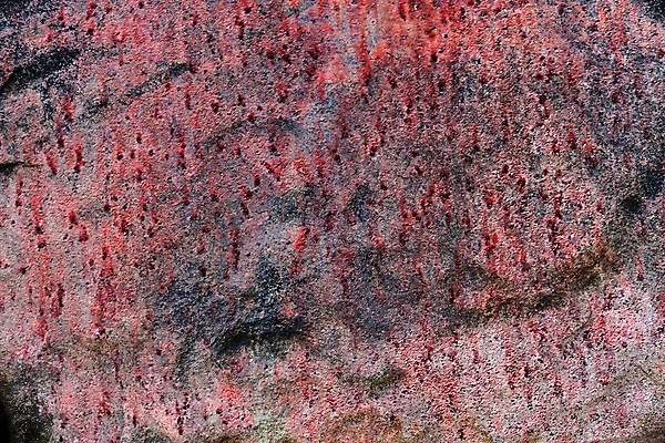 포토 JPG 해외이미지 벽 백그라운드 패턴 오렌지 건축양식 자연 벽지 표면 날씨 추상 사람없음 갈색 금속 공백 회색 수확 거친 닫기 숲 철 묘사 부식 질감 대리석 내추럴 그런지 옛날 화강암 디테일 해외202009 해외포토 건축 컬러 무늬 농업 과일 재료 모션 재질 암석 생태계 파일형식