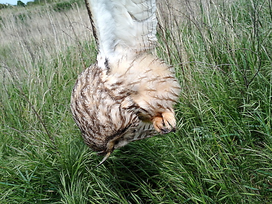 포토 JPG 해외이미지 동물 디자인 유럽 야생동물 자연 조류 핀란드 사람없음 그래픽 농장 노란색 가을 죽음 관찰 잠 황무지 둥지 야간 숲 작음 깃털 사냥 부리 슛 육식동물 부엉이 사냥꾼 노려봄 내추럴 해외202009 해외포토 자연요소 직업 계절 나라 컬러 농업 모션 표정 북유럽 크기 생태계 파일형식