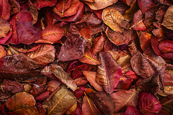 포토 JPG 해외이미지 나무 식물 계절 공원 백그라운드 잎 꽃무늬 태국 자연 벽지 추상 열대 바닥 사람없음 빨간색 컬러풀 쌓기 환경 정원 활발 촉촉함 가을 숲 열대우림 질감 흙더미 내추럴 그런지 땅바닥 생태학 옛날 이국적 해외202009 해외포토 공공시설 교육 꽃 아시아 컬러 컨셉 무늬 모션 흙 젖음 생태계 파일형식 더미