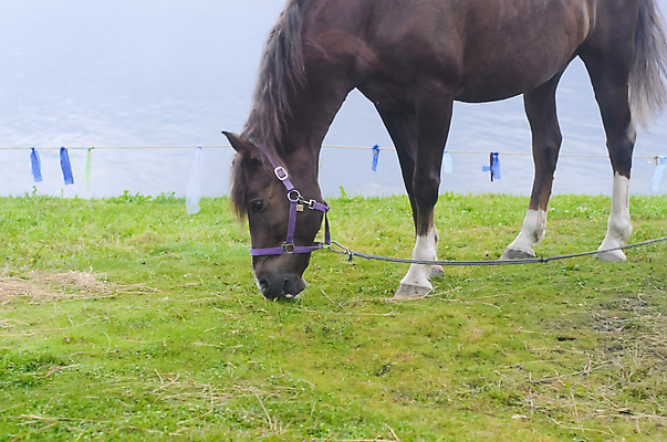 포토 JPG 해외이미지 주간 동물 밭 사람없음 초록색 강 농경지 만 먹기 해외202009 해외포토 자연요소 컬러 농업 모션 농장 파일형식