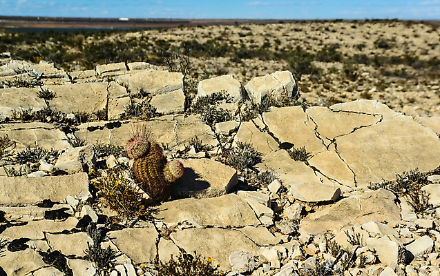포토 JPG 해외이미지 식물 꽃 분홍색 백그라운드 무지개 자연 날씨 선인장 건조 사람없음 컬러풀 사막 신선 뜨거움 냄비 정상 척추 내추럴 해외202009 해외포토 자연요소 컬러 뼈 솥 생태계 파일형식