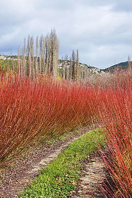 포토 JPG 해외이미지 나무 계절 공원 도로 길 단풍 잎 밭 자연 날씨 산 풍경 사람없음 야외 목재 빨간색 초록색 컬러풀 노란색 평화 환경 활발 가을 나뭇가지 전원 시골 스페인 황금 떨어짐 숲 11월 질감 내추럴 강렬 미루나무 방법 해외202009 해외포토 식물 공공시설 유럽 컬러 컨셉 농업 재료 교통시설 날짜 전기에너지 생태계 파일형식