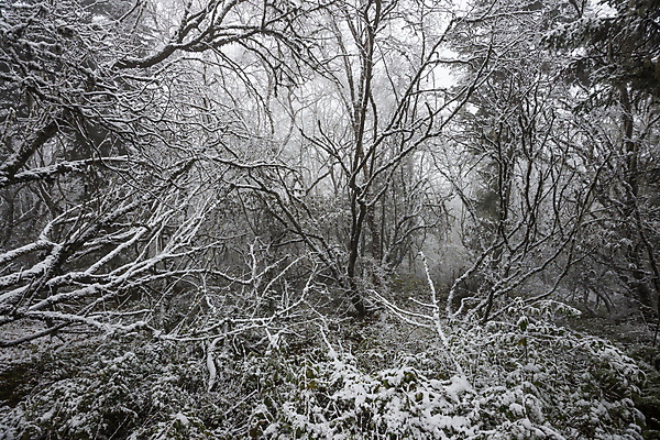 포토 JPG 해외이미지 나무 식물 계절 아시아 여행 겨울 자연 동화 이야기 풍경 사람없음 목재 빛 평화 계곡 중국 어둠 침묵 고요 세계문화유산 흰색 나뭇가지 전원 황무지 숲 무서움 순수 초대 마법 내추럴 정확 해외202009 해외포토 감정 나라 컬러 컨셉 재료 소리 문화재 전기에너지 생태계 파일형식