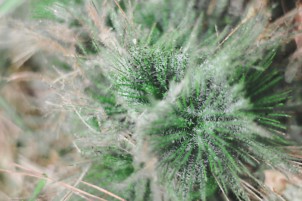 포토 JPG 해외이미지 식물 디자인 공원 벽 백그라운드 잎 패턴 밭 자연 벽지 표면 추상 이끼 사람없음 야외 초록색 물 환경 정원 흙 젖음 촉촉함 성장 흰색 신선 습지 숲 작음 묘사 유기농 질감 내추럴 곰팡이 그리너리 해외202009 해외포토 자연요소 웰빙 공공시설 컬러 무늬 농업 크기 생태계 파일형식 트랜드컬러