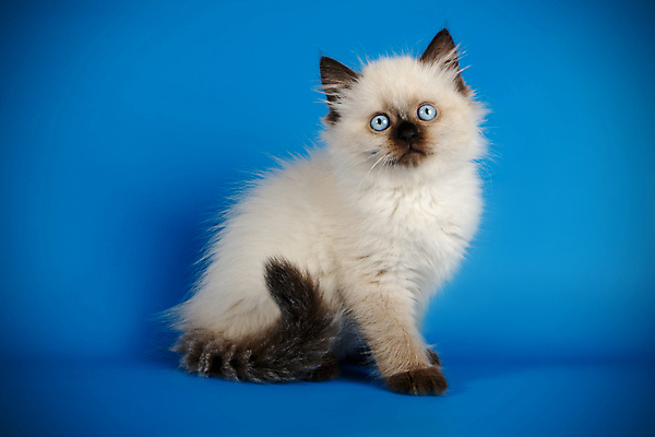 포토 JPG 해외이미지 한마리 사람없음 파란색 반려동물 고양이 해외202009 네바마스커레이드 해외포토 동물 1 컬러 포유류 파일형식