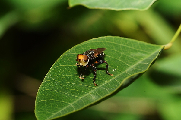 포토 JPG 해외이미지 동물 곤충 날개 자연 사람없음 수분 벌 사냥 식민지 해외202009 해외포토 생태계 파일형식