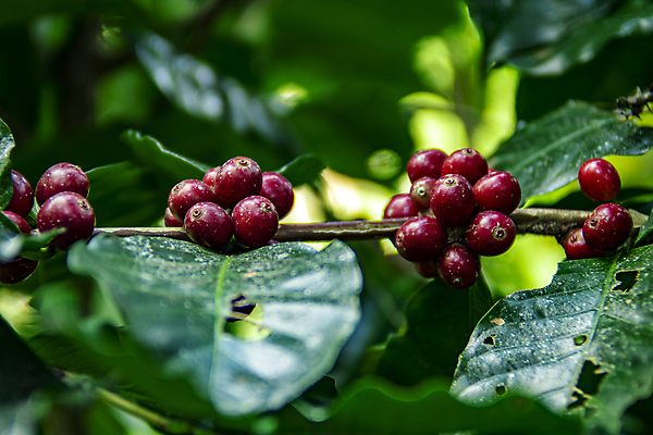 포토 JPG 해외이미지 계절 열매 꽃 산업 커피 음료 잎 크리스마스 과일 태국 자연 콩 건강 사람없음 빨간색 초록색 농작물 농장 수확 성장 뜨거움 체리 농부 굽기 유기농 날것 발리 에콰도르 카푸치노 에스프레소 밭일 생태학 숙성 아라비카 해외202009 해외포토 식물 직업 웰빙 교육 기념일 아시아 컬러 섬 농업 곡류 남아메리카 구이 생태계 인도네시아 파일형식