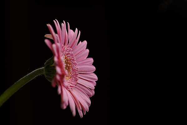 포토 JPG 해외이미지 식물 계절 꽃잎 꽃 줄기 분홍색 자연 검은배경 추상 사람없음 컬러풀 정원 사진촬영 활발 그림 향기 거베라 내추럴 완벽 취급주의 카피스페이스 해외202009 해외포토 컬러 백그라운드 컨셉 무늬 경고 검은색 촬영 공백 생태계 냄새 파일형식