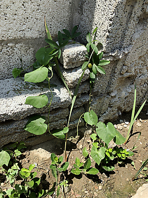 포토 JPG 해외이미지 나무 식물 디자인 꽃 화초 벽 백그라운드 잎 꽃무늬 패턴 자연 벽돌 주택 사람없음 야외 건물 장식 초록색 여름 빛 햇빛 우주 정원 회색 수확 성장 신선 작음 허브 오브젝트 복고 아이비 내추럴 옛날 이국적 콘크리트 스타일 해외202009 해외포토 건축물 계절 컬러 무늬 농업 태양 크기 생태계 파일형식