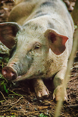 포토 JPG 해외이미지 응시 여자 얼굴 야생동물 밭 포유류 자연 털 사람없음 야외 농장 갈색 머리 회색 돼지 거친 숲 위험 배고픔 사냥 귀 먼지 진흙 갈기 조심 주둥이 서식지 해외202009 무례 해외포토 동물 시선 컬러 컨셉 농업 사람 신체부위 생태계 파일형식