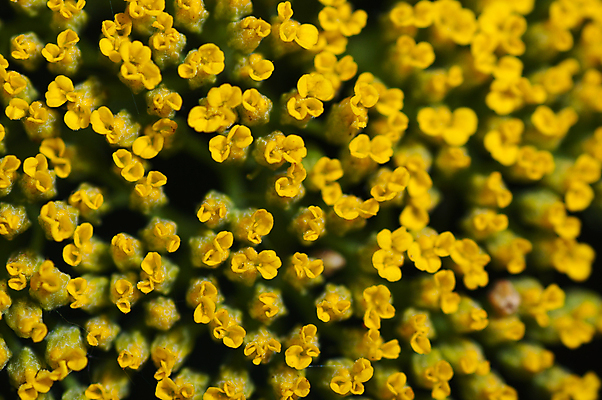 포토 JPG 해외이미지 식물 디자인 계절 공원 꽃잎 꽃 분홍색 꽃다발 백그라운드 잎 패턴 밭 자연 추상 휴가 선물 사람없음 장식 빨간색 초록색 여름 컬러풀 노란색 머리 정원 벚꽃 축하 신선 개화 그룹 작음 꽃집 거인 내추럴 이국적 특별함 해외202009 해외포토 공공시설 컬러 컨셉 무늬 농업 신체부위 상점 크기 생태계 파일형식