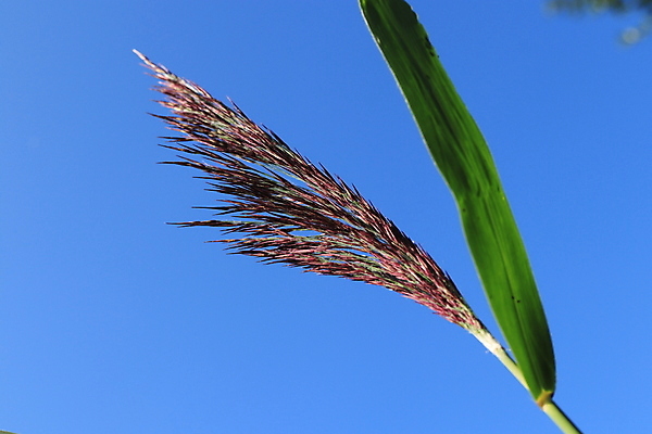포토 JPG 해외이미지 호수 잎 자연 사람없음 야외 초록색 소풍 연못 신선 해외202009 해외포토 식물 컬러 야외활동 생태계 파일형식