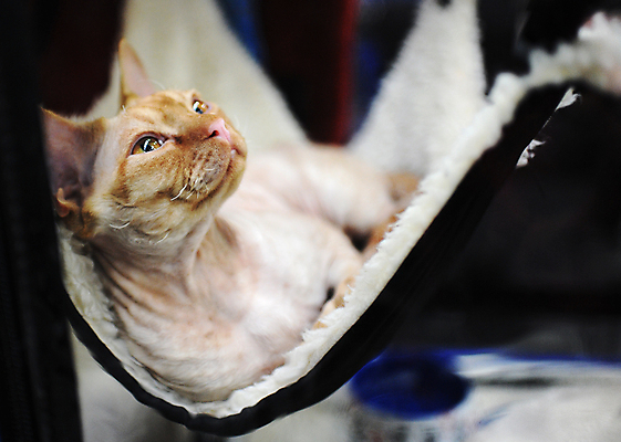 포토 JPG 해외이미지 동물 1 응시 공원 백그라운드 포유류 거리 털 사람 이벤트 사람없음 빨간색 반려동물 세일 고양이 경쟁 흰색 전시회 쇼 새장 얼룩무늬 주인 기르기 무료 시범 우울증 헬프 해외202009 해외포토 시선 공공시설 컬러 컨셉 무늬 전시 도움 질병 돌봄 케이지 파일형식