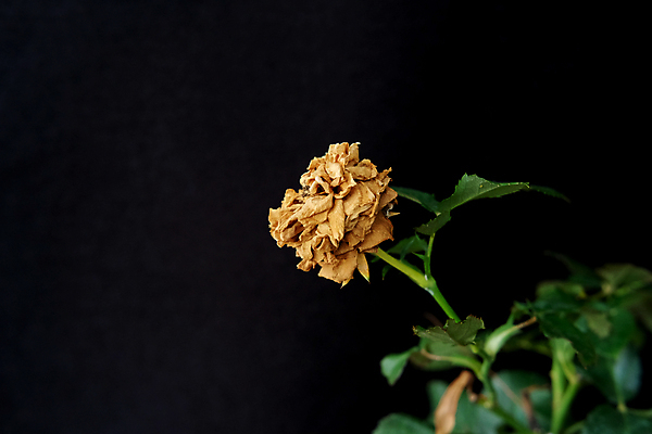 포토 JPG 해외이미지 식물 꽃잎 꽃 벽 줄기 백그라운드 잎 꽃무늬 자연 표면 건조 발렌타인데이 사랑 사람없음 장식 빨간색 초록색 빛 장미 갈색 검은색 어둠 공백 낭만 슬픔 수확 골동품 벚꽃 흰색 죽음 심볼 싱글 질감 복고 내추럴 고립 깨짐 옛날 해외202009 해외포토 감정 컬러 컨셉 무늬 농업 데이이벤트 생태계 파일형식