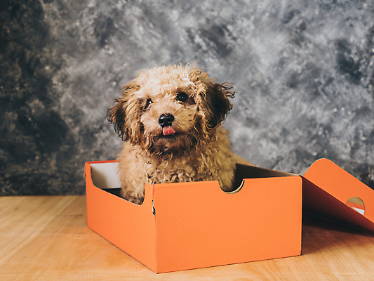포토 JPG 해외이미지 동물 새끼 선물 사람없음 반려동물 상자 장난감 놀람 개 강아지 작음 모피 솜털 기르기 복종 유래 해외202009 해외포토 감정 포유류 표정 크기 돌봄 파일형식
