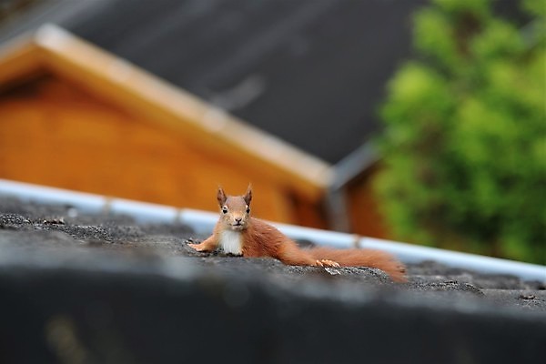 포토 JPG 해외이미지 동물 야생동물 포유류 자연 지붕 주택 사람없음 야외 달리기 갈색 걷기 검은색 가장자리 옥상 다람쥐 내추럴 동물상 해외202009 해외포토 컬러 모션 건물 조형물 둘레 설치류 생태계 파일형식