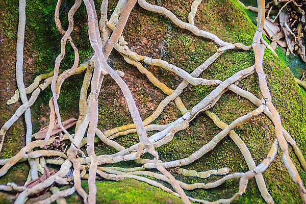 포토 JPG 해외이미지 모양 나무 백그라운드 자연 산 이끼 사람없음 초록색 환경 힘 젖음 성장 나뭇가지 시골 거친 엉킴 숲 큼 질감 뿌리 아이비 내추럴 기어가기 그런지 땅바닥 섞기 혼란 생존 해외202009 해외포토 식물 컬러 컨셉 모션 바닥 크기 생태계 파일형식