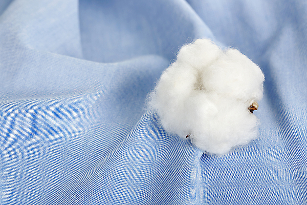 포토 JPG 해외이미지 셔츠 사람없음 면 오브젝트 파란배경 부드러움 목화꽃 목화솜 해외202009 해외포토 꽃 백그라운드 상의 파란색 감각 솜 파일형식