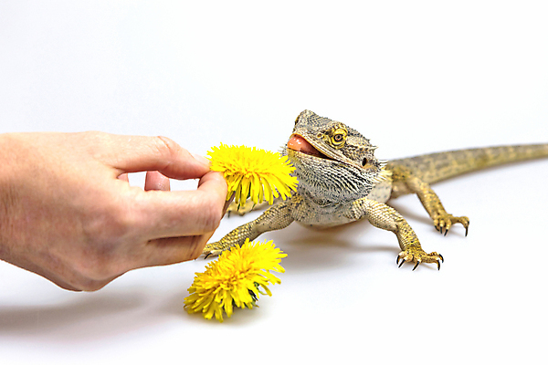 포토 JPG 해외이미지 식물 동물 손 여자 꽃 야생동물 백그라운드 파충류 자연 사람없음 빛 컬러풀 노란색 식사 민들레 도마뱀 육식동물 내추럴 동물상 수유 해외202009 해외포토 컬러 사람 신체부위 조형물 생태계 파일형식