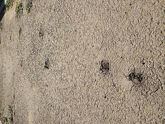 포토 JPG 해외이미지 식물 1 줄기 컨셉 잎 농업 자연 성공 새로움 건조 씨앗 들기 사람없음 야외 초록색 갈색 새싹 희망 힘 봄 손상 성장 균열 작음 브레이크 심볼 시작 상승 뿌리 고립 깨짐 땅바닥 모종 생태학 해외202009 해외포토 계절 교육 감정 산업 컬러 모션 바닥 크기 생태계 파일형식