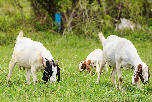 포토 JPG 해외이미지 동물 행복 백그라운드 밭 농업 포유류 태국 자연 염소 초원 사람없음 야외 초록색 여름 컬러풀 농장 농경지 걷기 마을 환경 가축 목장 농촌 시골 신선 그룹 양치기 군중 방목 땅 먹기 내추럴 밭일 수유 찰과상 해외202009 해외포토 직업 계절 감정 산업 아시아 컬러 모션 사람 축산업 상처 생태계 파일형식