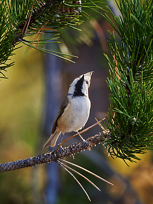 포토 JPG 해외이미지 나무 동물 유럽 야생동물 날개 자연 조류 왕관 앉기 사람없음 야외 가로 햇빛 환경 나뭇가지 분위기 개 숲 작음 집중 깃털 생태계 꼬리 부리 심플 서식지 감탄 생태학 부족함 해외202009 해외포토 식물 교육 나라 컨셉 포유류 모션 태양 크기 파일형식