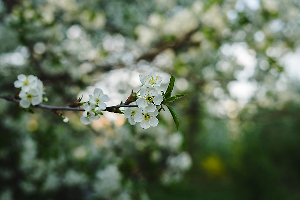 포토 JPG 해외이미지 나무 식물 디자인 꽃잎 꽃 백그라운드 컨셉 잎 패턴 자연 아이디어 사람없음 야외 초록색 파란색 머리 봄 벚꽃 흰색 나뭇가지 인사 신선 신용카드 개화 체리 닫기 과수원 5월 싱글 원예 질감 보케 부드러움 아로마테라피 판지 구성 부족함 해외202009 해외포토 계절 컬러 무늬 농업 과일 모션 취미 신체부위 금융 예절 감각 날짜 생태계 테라피 파일형식