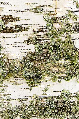 포토 JPG 해외이미지 나무 식물 종이 백그라운드 패턴 자연 벽지 표면 추상 이끼 사람없음 목재 세로 갈색 환경 회색 수확 흰색 시골 거친 은색 숲 묘사 유기농 질감 심플 통나무 나무껍질 자작나무 내추럴 고립 그런지 수목 옛날 해외202009 해외포토 웰빙 컬러 무늬 농업 재료 껍질 생태계 파일형식