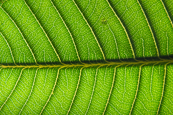 포토 JPG 해외이미지 백그라운드 잎 패턴 자연 추상 사람없음 초록색 질감 해외202009 해외포토 식물 컬러 무늬 생태계 파일형식