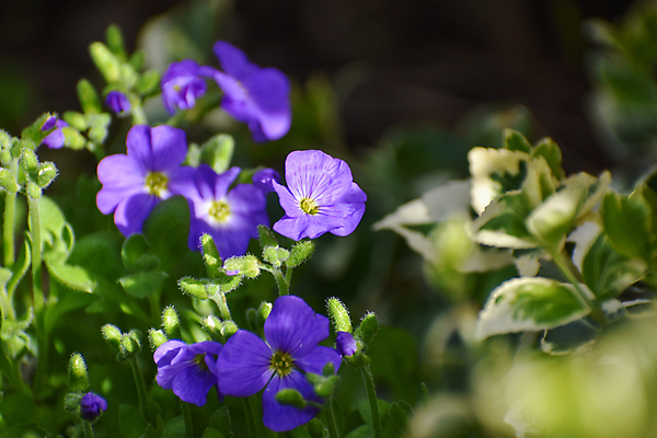 포토 JPG 해외이미지 식물 꽃 분홍색 백그라운드 꽃무늬 자연 사람없음 야외 파란색 정원 보라색 봄 활발 성장 벚꽃 신선 개화 그룹 제비꽃 원예 화단 세련 해외202009 해외포토 계절 컬러 컨셉 무늬 취미 생태계 파일형식