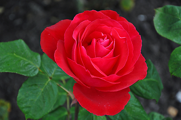 포토 JPG 해외이미지 꽃잎 꽃 꽃무늬 자연 사랑 사람없음 빨간색 장미 정원 봄 벚꽃 원예 향기 해외202009 해외포토 식물 계절 감정 컬러 무늬 취미 생태계 냄새 파일형식