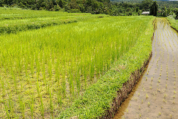 포토 JPG 해외이미지 식물 아시아 문화 음식 여행 농업 자연 하늘 밥 산 동양인 풍경 사람없음 야외 초록색 물 농작물 농장 마을 일출 환경 계곡 수확 성장 시골 정상 낟알 땅 언덕 유기농 베트남 발리 인도네시아 논밭 밭일 해외202009 해외포토 자연요소 웰빙 나라 산업 컬러 섬 밭 논 인종 노을 동남아시아 생태계 파일형식
