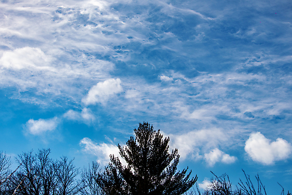 포토 JPG 해외이미지 나무 구름 실루엣 백그라운드 자연 하늘 사람없음 야외 파란색 올려보기 흰색 나뭇가지 소나무 분위기 큼 질감 상록수 침엽수 내추럴 카피스페이스 해외202009 해외포토 자연요소 식물 컬러 컨셉 모션 촬영기법 공백 크기 생태계 파일형식