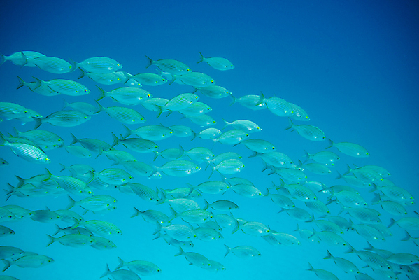 포토 JPG 해외이미지 동물 바다 섬 여행 학교 자연 낚시 어류 풍경 사람없음 빨간색 물 파란색 바닷속 수중 수영 그룹 산호 잠수부 땅 생태계 다이빙 암초 내추럴 깊이 파라다이스 해외202009 해외포토 자연요소 교육 컬러 레저 수중동물 수상스포츠 자포동물 전문직 수중스포츠 파일형식