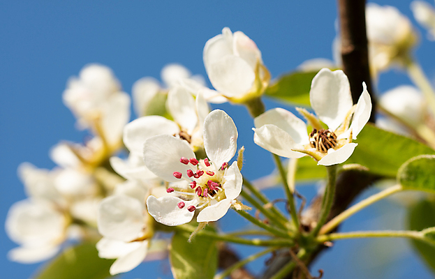 포토 JPG 해외이미지 나무 식물 계절 꽃잎 꽃 꽃무늬 자연 하늘 풍경 사람없음 야외 정원 봄 성장 벚꽃 신선 개화 닫기 원예 화단 영원 해외202009 해외포토 무늬 모션 취미 생태계 파일형식