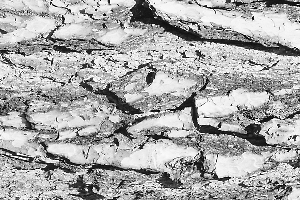 포토 JPG 해외이미지 나무 식물 디자인 백그라운드 패턴 자연 표면 추상 건조 흑백 사람없음 목재 회색 소나무 거친 피부 묘사 질감 나무껍질 내추럴 옛날 해외202009 해외포토 컬러 무늬 재료 촬영기법 신체부위 껍질 생태계 파일형식