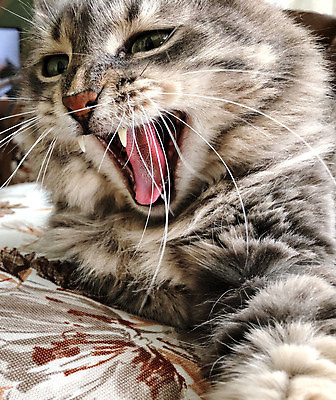 포토 JPG 해외이미지 동물 얼굴 포유류 털 사람없음 반려동물 고양이 줄무늬 회색 오픈 입 유머 치아 모피 혀 코 얼룩무늬 솜털 해외202009 해외포토 감정 컬러 무늬 신체부위 소화기관 파일형식