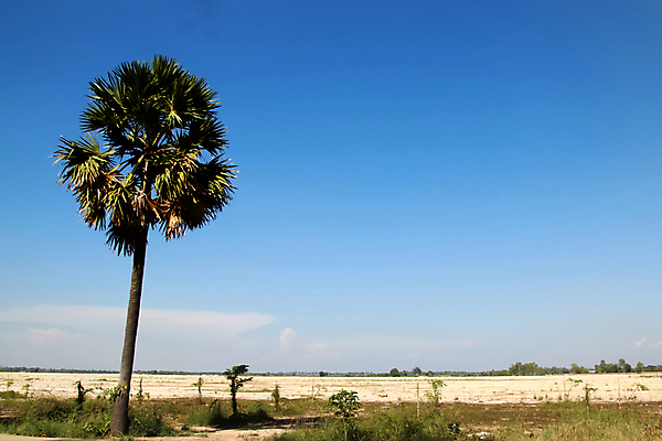 포토 JPG 해외이미지 나무 식물 1 계절 아시아 여행 백그라운드 잎 농업 태국 자연 하늘 밥 손바닥 동양인 풍경 사람없음 야외 초록색 여름 파란색 야자수 농장 환경 맑음 탐험 시골 큼 땅 베트남 장면 캄보디아 코코넛 공상 논밭 이국적 인도차이나반도 해외202009 해외포토 손 나라 산업 음식 컬러 밭 과일 날씨 논 인종 동남아시아 크기 생태계 파일형식