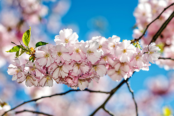 포토 JPG 해외이미지 사람없음 아웃포커스 봄 벚꽃 해외202009 해외포토 계절 꽃 촬영기법 파일형식