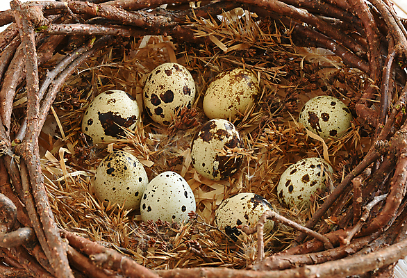 포토 JPG 해외이미지 계절 문화 음식 백그라운드 휴가 부활절 프레임 형상 선물 사람없음 목재 바구니 봄 금지 비교 그룹 둥지 가득함 심볼 옛날 방식 전경 해외202009 해외포토 나무 기념일 컨셉 재료 풍경 파일형식 탑뷰