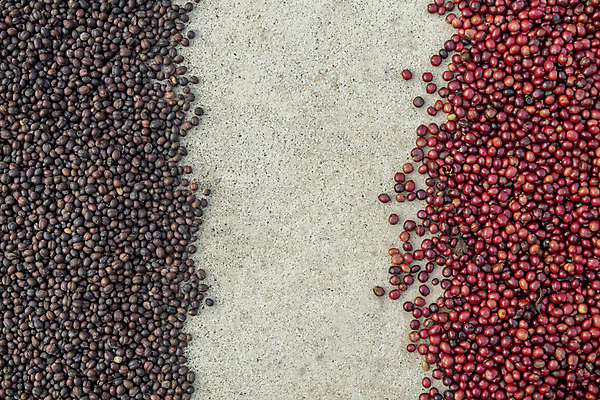 포토 JPG 해외이미지 식물 열매 산업 아시아 커피 음료 음식 백그라운드 패턴 농업 과일 재료 태국 자연 콩 바닥 건조 씨앗 사람없음 야외 빨간색 농장 갈색 카페 수확 신선 체리 농부 굽기 유기농 질감 날것 번짐 내추럴 따뜻한음료 방법 숙성 아라비카 양피지 작살 카페인 해외202009 해외포토 직업 웰빙 나라 컬러 무늬 곡류 상점 구이 생태계 파일형식 효과