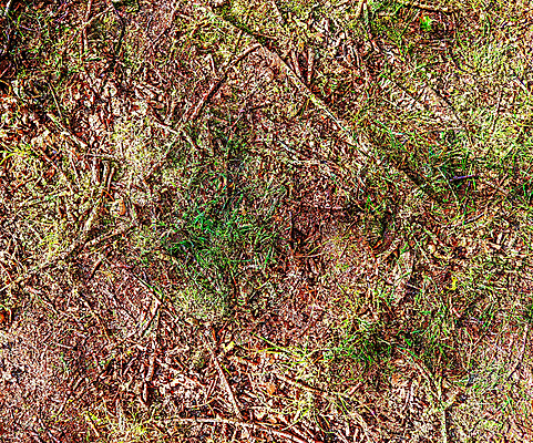 포토 JPG 해외이미지 식물 계절 백그라운드 컨셉 잎 패턴 채소 자연 표면 바닥 건조 이끼 풍경 사람없음 야외 목재 초록색 여름 환경 버섯 봄 성장 가을 나뭇가지 신선 소나무 거친 닫기 숲 유기농 질감 솔방울 상록수 침엽수 원뿔 내추럴 곰팡이 기후변화 땅바닥 카피스페이스 해외202009 해외포토 도형 나무 웰빙 컬러 무늬 재료 모션 날씨 공백 변화 생태계 파일형식