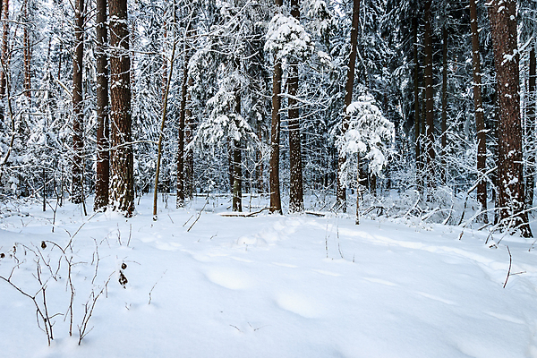 포토 JPG 해외이미지 나무 구름 계절 길 여행 백그라운드 잎 크리스마스 겨울 패턴 자연 하늘 휴가 파노라마 풍경 사람없음 야외 빛 냉동 얼음 추위 덮개 가을 흰색 신선 소나무 떨어짐 숲 12월 11월 서리 장면 1월 내추럴 2월 선로 가문비나무 해외202009 해외포토 자연요소 식물 기념일 컬러 컨셉 무늬 촬영기법 뚜껑 날짜 생태계 파일형식