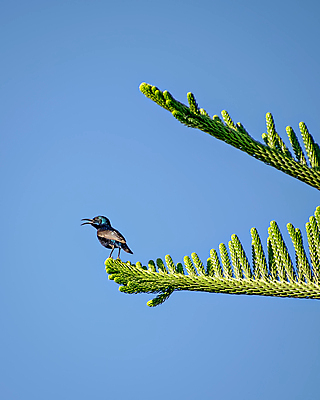 포토 JPG 해외이미지 나무 동물 아시아 포즈 날개 부분 가족 자연 조류 하늘 건조 동양인 사람없음 파란색 컬러풀 보라색 외침 나뭇가지 작음 깃털 부리 남쪽 내추럴 서쪽 해외202009 해외포토 식물 나라 컬러 관계 인종 소리 크기 방향 생태계 파일형식